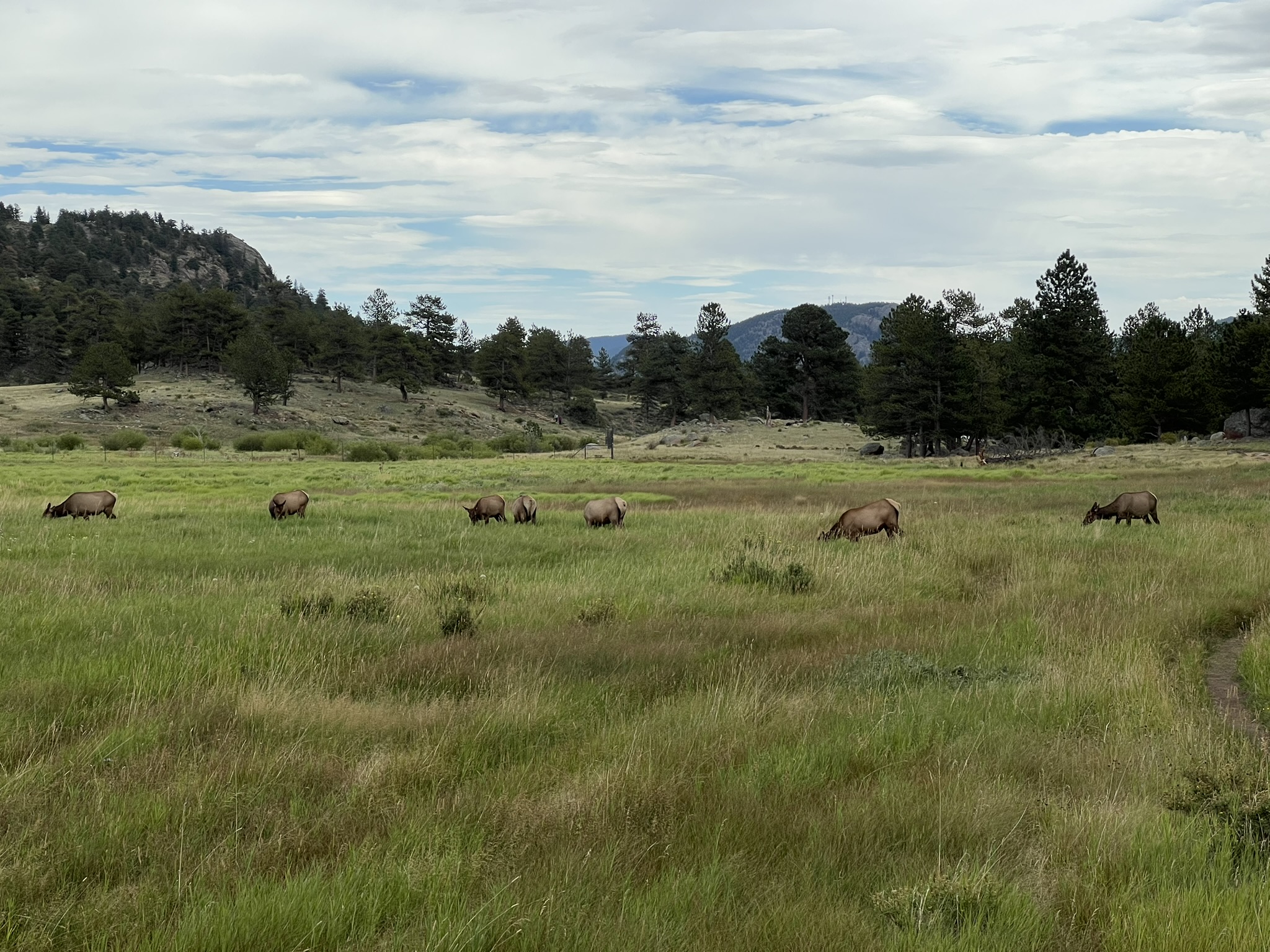 Elk!